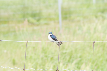Blue bird on wire