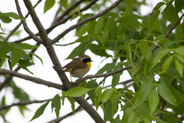 Fototapeta premium bird on branch