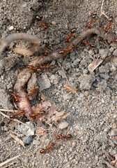 Ant Colony on a Worm. Life and death. Circle of life. Ants in the woods gathering food. Creepy crawly creatures. Small animals. Detailed view.