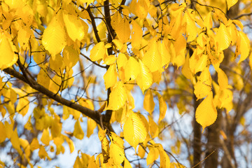 pattern with autumn tree with yellow leaves on blue sky background
