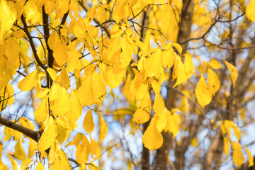 pattern with autumn tree with yellow leaves on blue sky background