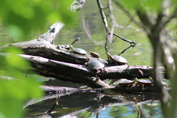 Painted turtles on a log