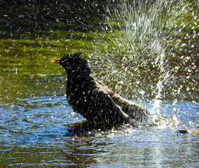 Blackbird bathing in a puddle.