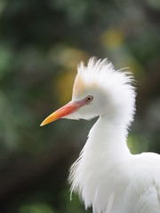 Cattle Egret