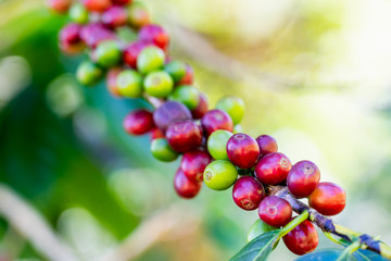 Coffee beans on tree at the mountain in farm at northern Thailand.