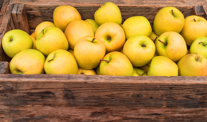 Yellow apples in wooden box close up. Autumn and fall harvest background with space for text.