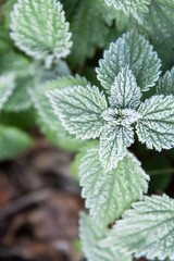 first frost on green nettle mint leaves, a view from above