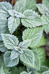 first frost on green nettle mint leaves, a view from above