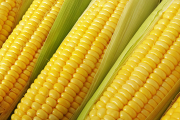 Yellow sweet corn ears close up