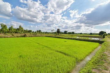 field and farm in Thailand, rice and tree