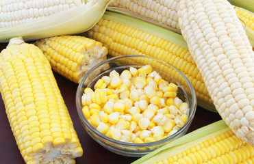 Yellow and white corn ears and seeds