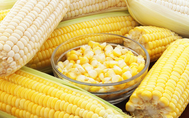 Yellow and white sweet corn ears background