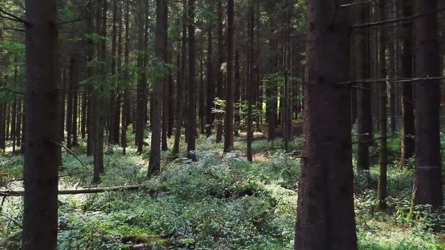 Camera hovers slowly through dark forest and trough trees &ndash; 4k