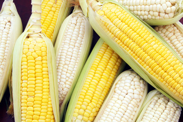Yellow and white sweet corn ears  close up