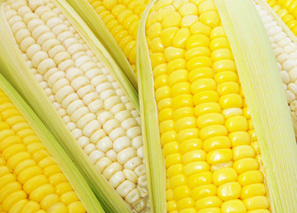 Yellow and white sweet corn cobs