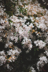  Many white little flowers are in bloom