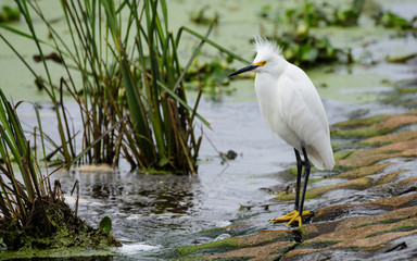 Snowy Egret