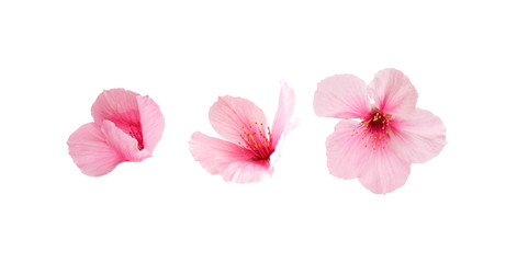 Different three sakura flowers isolated on white background.  Cherry blossom spring design.