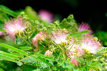 flower and green branch of a tree