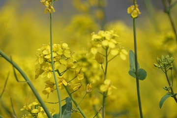 菜の花