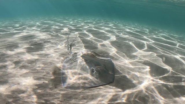 A roughtail stingray in the sand followed by a fish near the surface. Marine life recorded in archipelago of Fernando de Noronha, Pernambuco, Brazil