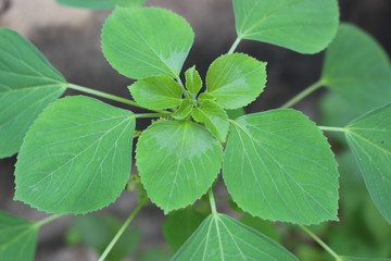 green leaves of clover