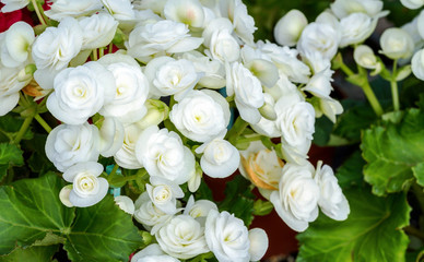 Close up of white begonias blossom in botanic garden