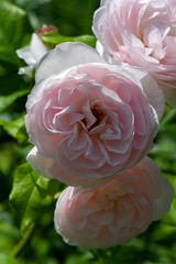 Bright Pink Petals on a Close Up of Shropshire Roses