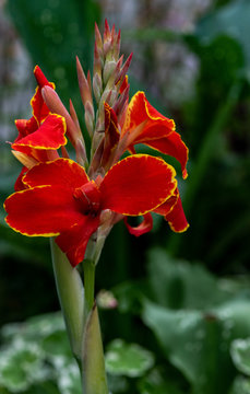 Deep Red and Yellow Petals on a Close Up of Canna Lilies