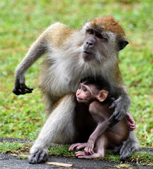 Mother macaque monkey holding her baby