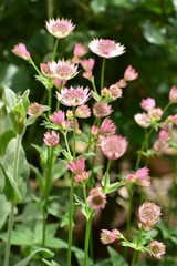 Obraz premium ピンクのアストランティアマヨール