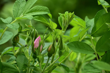 バラ　シュネーコッペのつぼみ