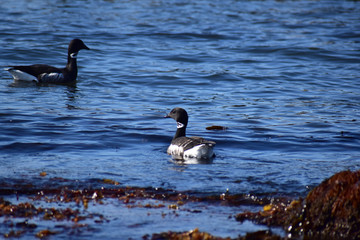 海草の多い海に浮かぶコクガン