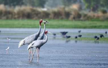 grey crowned crane