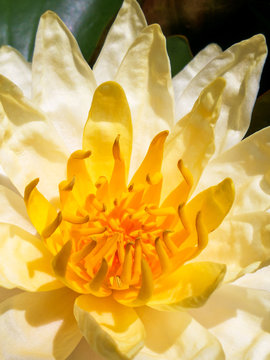 beauty fresh yellow lotus pollen and petal macro in pond summer season