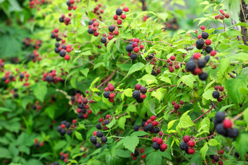 Black raspberry (Rubus occidentalis) grows in the garden, green unripe and ripe healthy berries, background