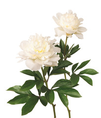 二本の白い芍薬の花