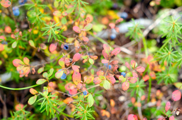 Blue juicy wild blueberry berries grow on a Bush in colorful vegetation and grass in green and red autumn in the tundra of the forest of Yakutia.