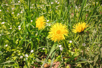 yellow dandelions in the green grass. summer sunny day.