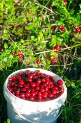 Juicy berries of wild cranberries with a slide lie in a bucket opposite the unassembled berries. Autumn gathering in the Northern taiga of Yakutia.