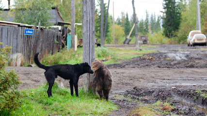 Two black shaggy dog roam the yard on a dirt street in a Northern village in Yakutia.