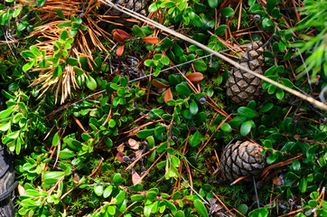 Natural background of taiga vegetation and fir cones lying in green leaves next to a spruce branch.