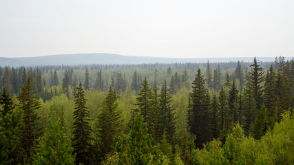 Panorama of the taiga of Northern Yakutia with spruce and mountain on the horizon. © Дмитрий Седаков
