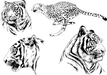 set of vector drawings on the theme of predators tigers are drawn by hand with ink tattoo logos	