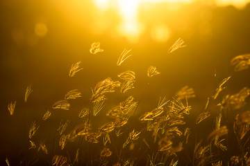 Fototapeta na wymiar Swollen finger grass with sunlight in blur background.