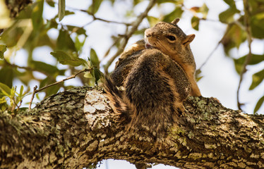 Squirrel