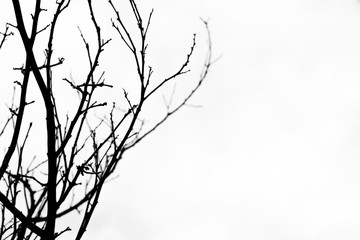 Black and white of Dry branches on white background