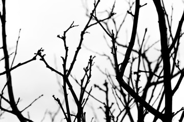 Black and white of Dry branches on white background