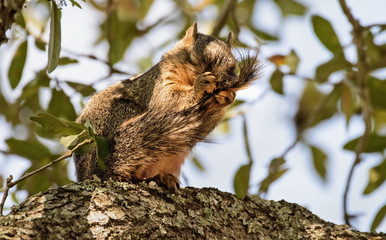 Squirrel