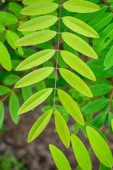 Close up Cassod tree or Senna siamea leaves.